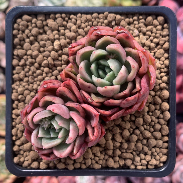 Echeveria sp. 3"-4" Succulent Plant