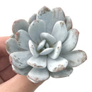 Echeveria 'Laui’ 2” Powdery Succulent Plant