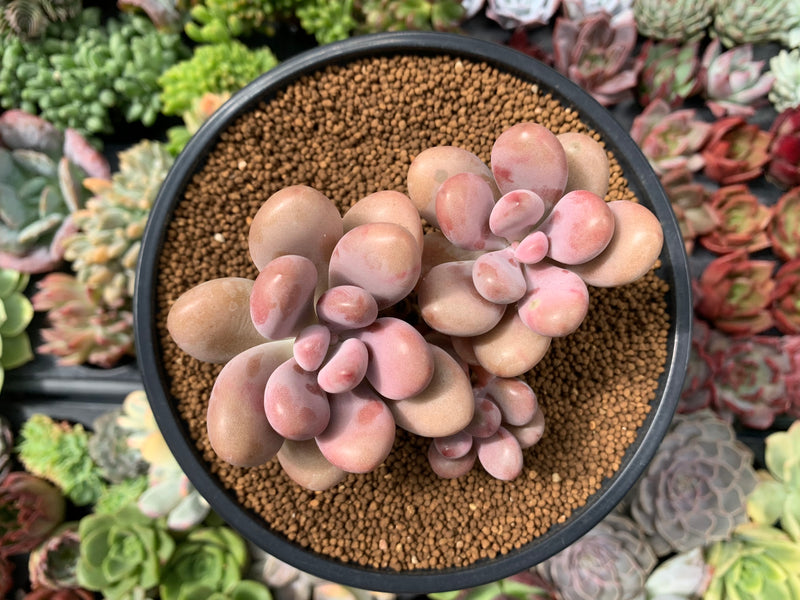 Graptopetalum 'Amethystinum’ 3"-4” Cluster Succulent Plant