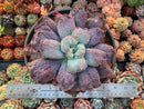 Echeveria 'Linguas' 8" Extremely Large Succulent Plant