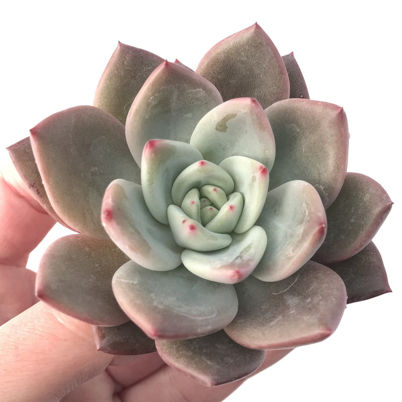 Echeveria 'Purple Champaign' 4 Succulent Plant