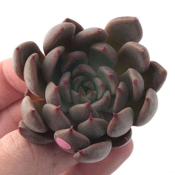 Echeveria Agavoides 'Magic Plot' 2" Rare Succulent Plant