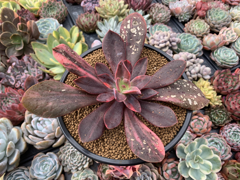 Echeveria 'Hanaikada' Variegated 5" Succulent Plant