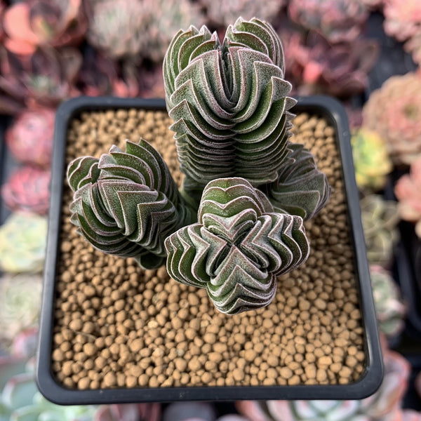 Crassula 'Buddha's Temple' 2"-3" Succulent Plant