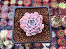 Echeveria 'Amazing Grace' 1" Succulent Plant