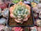 Echeveria 'Snow Bell' New Hybrid 2"-3" Succulent Plant