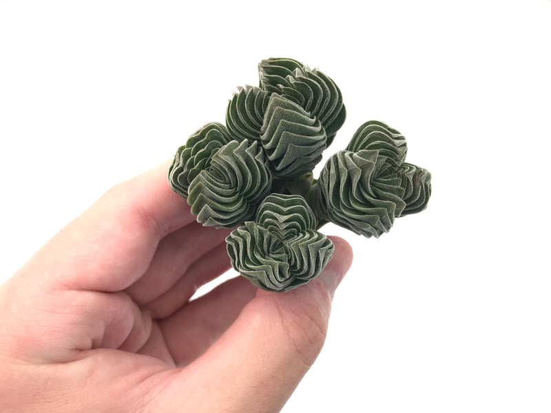 Crassula 'Buddha's Temple 2"-3" Succulent Plant