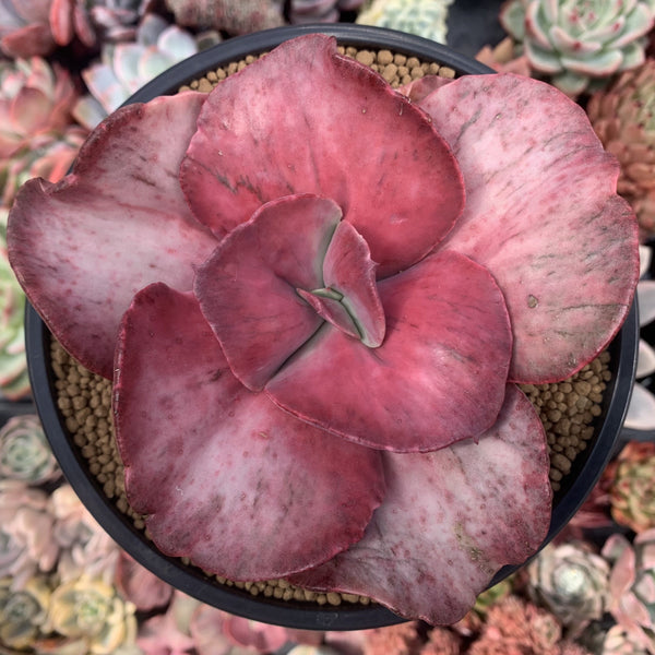 Echeveria 'Frill' sp. Variegated 6" Large Leaf Specimen Succulent Plant