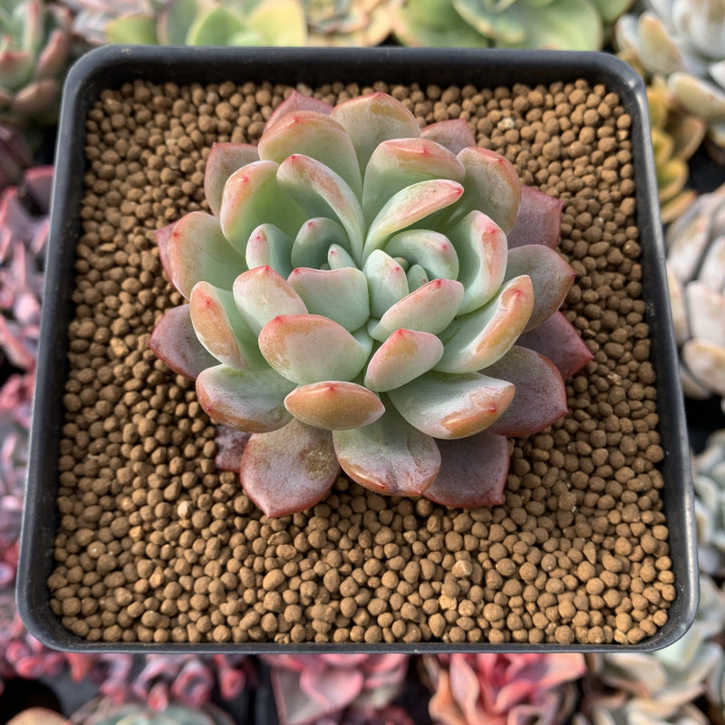 Echeveria 'Star Mark' Bifurcated 2"-3" Succulent Plant