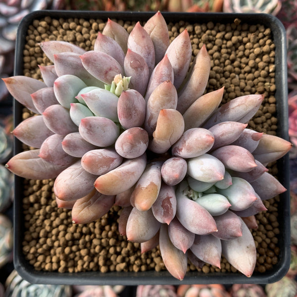 Pachyphytum 'Angels Finger' Cluster 4" Powdery Succulent Plant