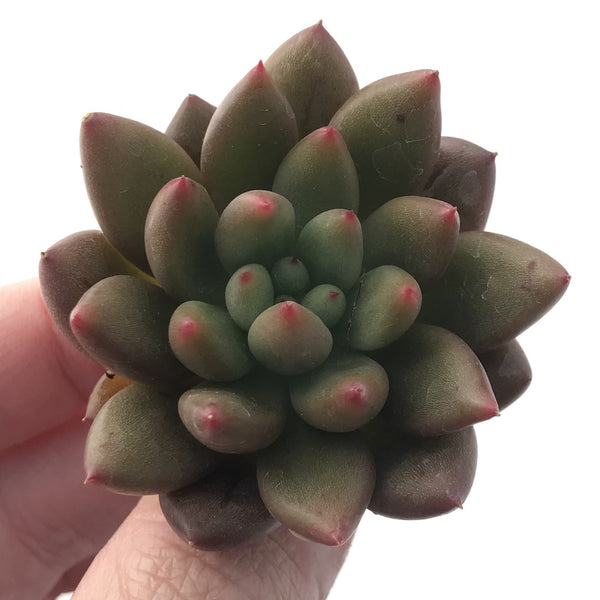 Echeveria Agavoides 'Shooting Star' 1" Succulent Plant