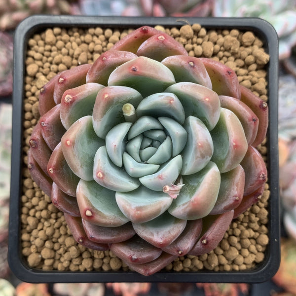 Echeveria 'Colby' 2" Succulent Plant