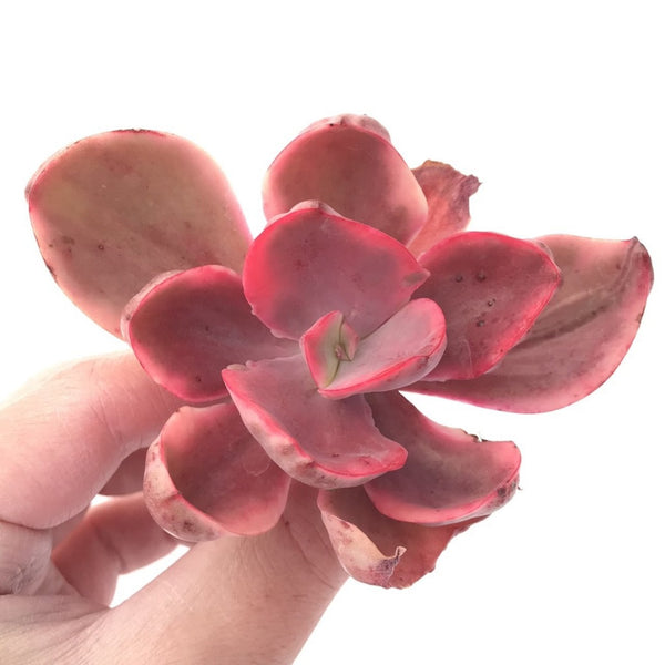 Echeveria 'Golden State' Variegated 3" Succulent Plant