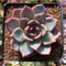 Echeveria 'Shallot' 2"-3" Succulent Plant