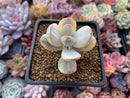 Cotyledon 'Orbiculata' 2" Variegated Succulent Plant