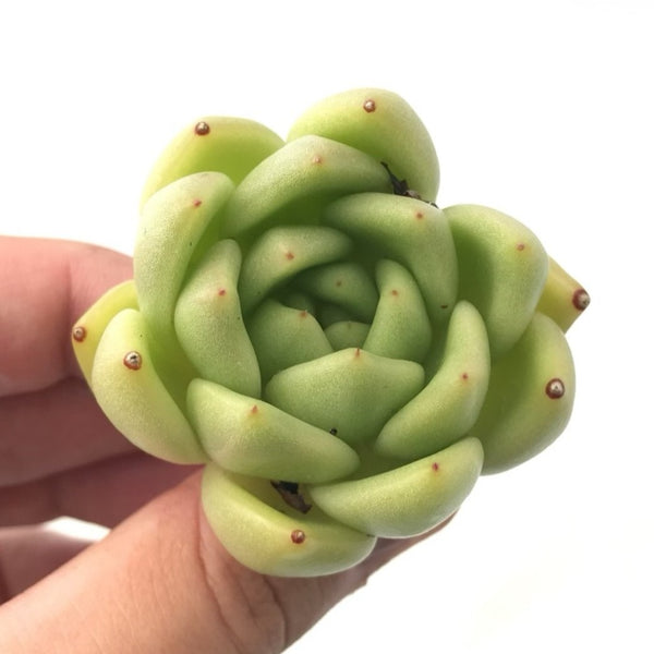 Echeveria Agavoides sp. 1" Small Rare Succulent Plant