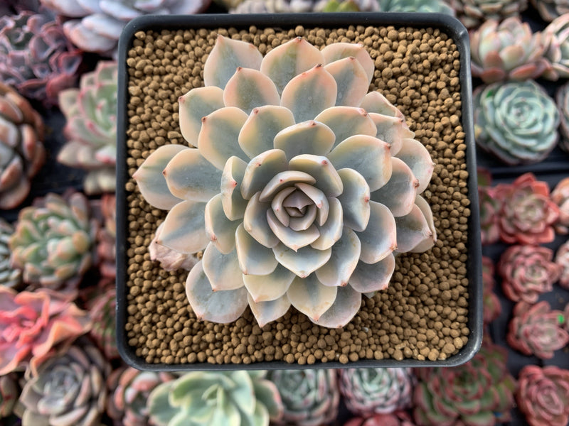 Echeveria 'Subsessilis' Variegated 3" Succulent Plant