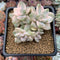 Graptoveria 'Titubans' Variegated 3" Cluster Succulent Plant