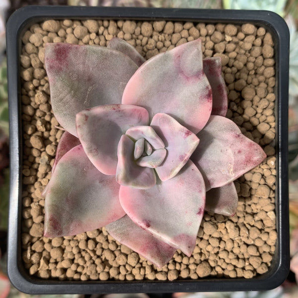 Graptopetalum 'Bainesii' Variegated 2" Succulent Plant