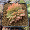 Echeveria Agavoides 'Gilva' Crested 1" Succulent Plant