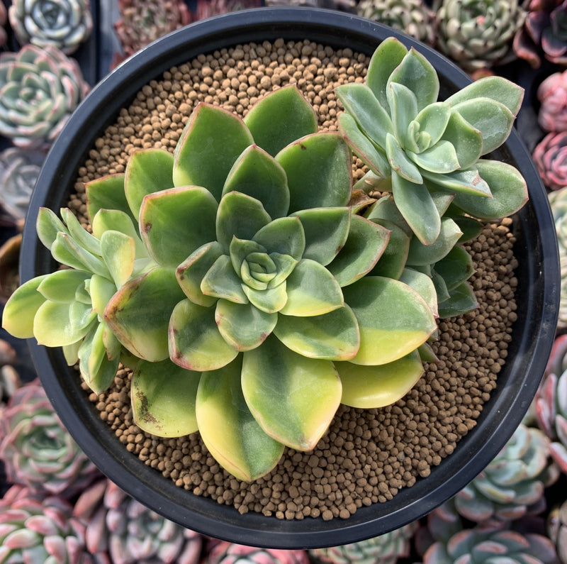 Echeveria 'Bob Jolly' Variegated 4"-5" Large Cluster Succulent Plant