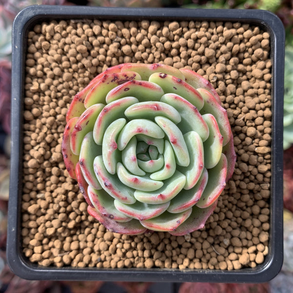 Echeveria 'Moon Harvest' 2" Succulent Plant