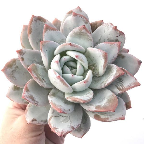 Echeveria 'Ivory' 6"-7" Powdery Rare Succulent Plant