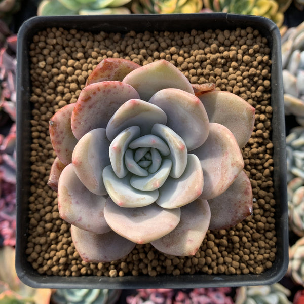 Echeveria 'La Bamba' 2"-3" Succulent Plant