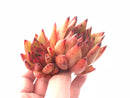 Echeveria Agavoides Maria Cluster 3”-4” Rare Succulent Plant