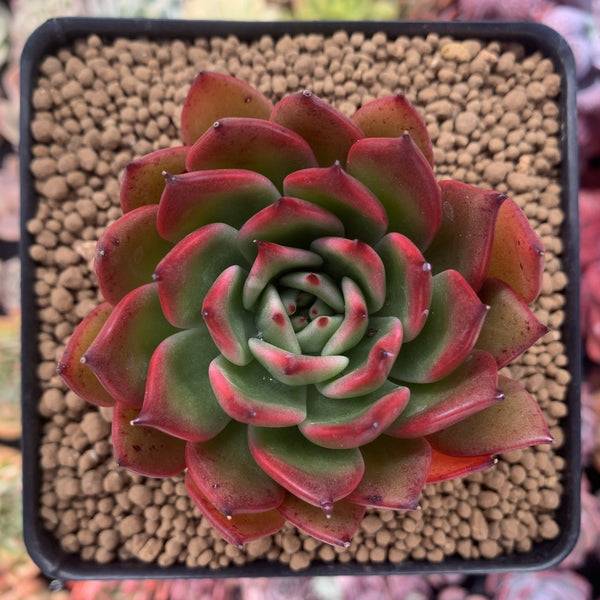 Echeveria Agavoides sp. 3" Succulent Plant