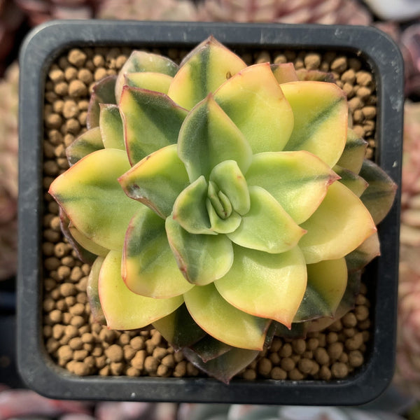 Echeveria 'Bob jolly' Variegated 2" Succulent Plant