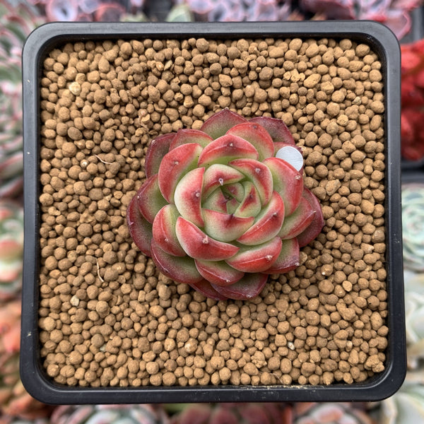 Echeveria Agavoides 'Pokeball' 1"-2" New Hybrid Succulent Plant