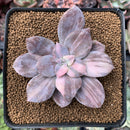 Quetzalcoatlia 'Pentandra Superba' Variegated 2" Succulent Plant (Formerly Graptopetalum 'Pentandrum Superbum' Variegated)