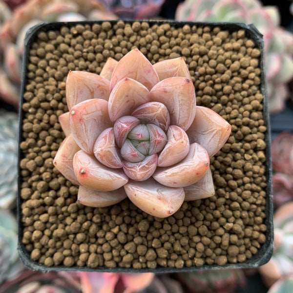 Echeveria sp. 1" Succulent Plant