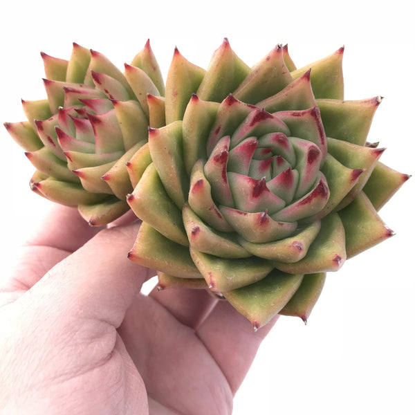 Echeveria Agavoides Diego Sunset 5” Rare Succulent Plant