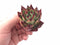 Echeveria Agavoides Ebony 2” Rare Succulent Plant