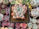 Echeveria 'Sublime' 3" Succulent Plant