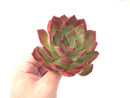 Echeveria Agavoides 'Glam Pink' 5” Succulent Plant