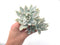 Echeveria 'Simonasa' Variegated Cluster 5" Large Powdery Succulent Plant