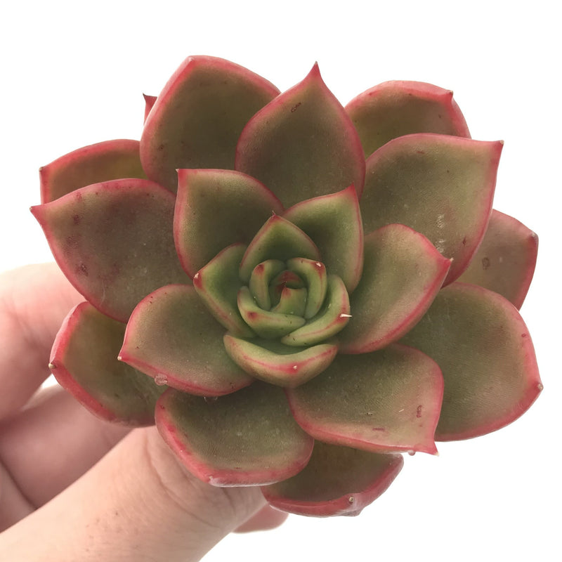 Echeveria Agavoides 'Padma' 4" Succulent Plant