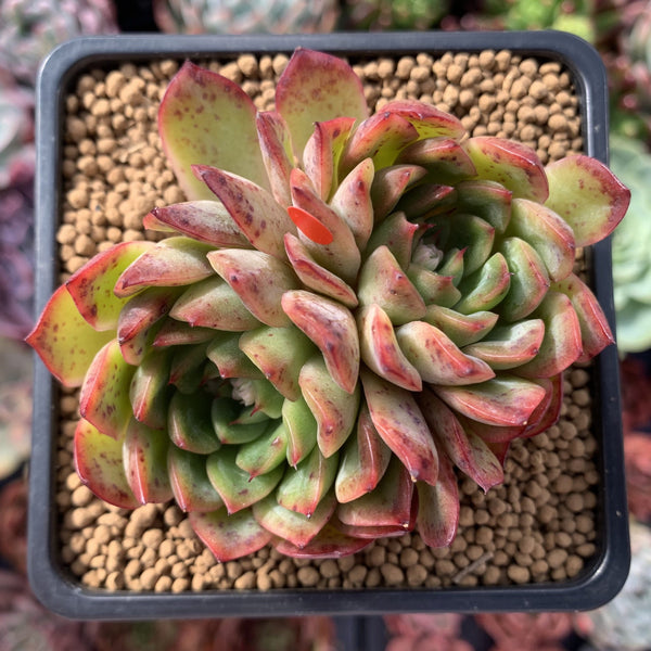 Echeveria Agavoides 'Polerence' 3" Succulent Plant