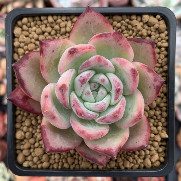 Echeveria 'Colorata' Hybrid 3" Succulent Plant