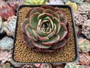 Echeveria Agavoides 'Pink Flora' 2"-3" Succulent Plant