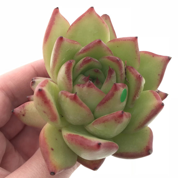 Echeveria Agavoides Ebony 3” Rare Succulent Plant