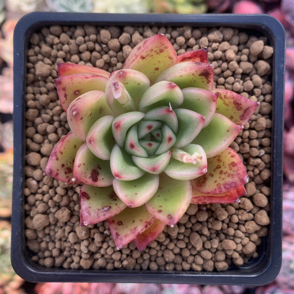 Echeveria Agavoides sp. 2" Succulent Plant