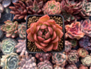 Echeveria Agavoides 'Cagliari' 1" Succulent Plant