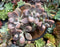 Graptopetalum 'Amethystinum’ 3” Cluster Succulent Plant