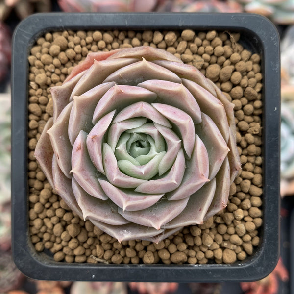 Echeveria 'Simulans Ascension' Hybrid 1" Succulent Plant