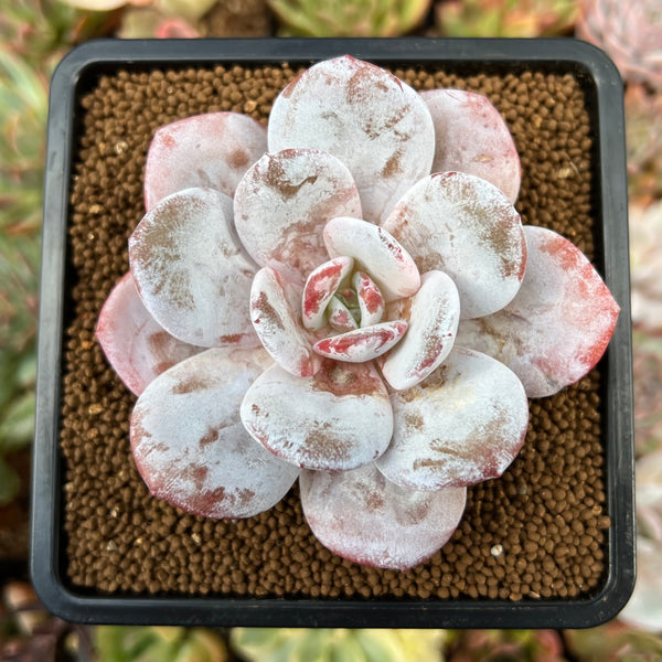 Echeveria 'Laui' 2" Powdery Succulent Plant