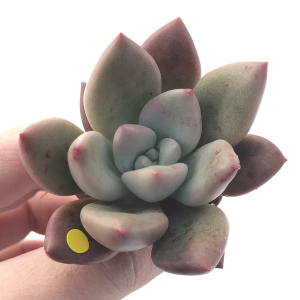 Graptoveria 'Ruby Donna' 2" Succulent Plant